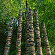 Pavia Horti